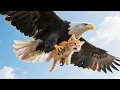 Download Lagu Live 🔴 Cat Videos | Mama Cat And Kitten | Kucing | Cute Cat | Funny Cat | Meow Meow | Cat Story