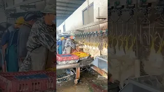 لن تصدق طرق ذبح الدجاج في المصانع بهذة الطريقة 