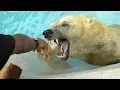 Download Lagu Top 9 Deadliest Animals of the Arctic