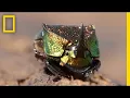 Lagu Maak kennis met een prachtige kever die dol is op poep | National Geographic