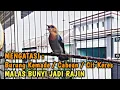 Download Lagu burung kemade / cabean / cit keres malas bunyi LANGSUNG NYAUT DENGAR KEMADE GACOR INI