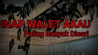 suara walet inap akau paling banyak dicari hasil mantap