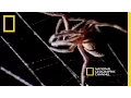 Spider Kills Bat | National Geographic