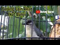 Lagu Suara Burung Prenjak Daun Lombok Gacor Isian - Pancingan Prenjak Daun Macet Bunyi