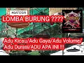 Download Lagu ADU KICAU/ADU HOKI/ADU GACOAN/ADU APA INI ??? // Lomba Burung MURAI BATU