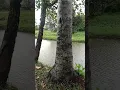 Download Lagu nuansa kampung yg bikin makan sama sayur asem ikan asin lalapan.. nikmat mirasa