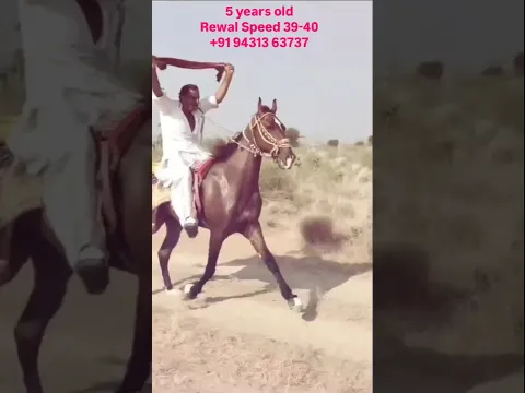 Riding Horse for sale +91 94313 63737 #horsemarket #horseforsale #jeevap
