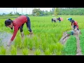 Download Lagu A Day of Rice Planting with Nhat and the Team – How to Grow Rice Manually by Hand | Nhất Bushcraft
