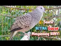 Download Lagu Suara Perkutut BETINA Memanggil JANTAN - suara MENGUNDANG BUNYI si JANTAN