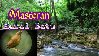 Download Masteran Murai Batu, Suara Kicauan Burung WAMBI Dan Terapi Gemericik Air MP3