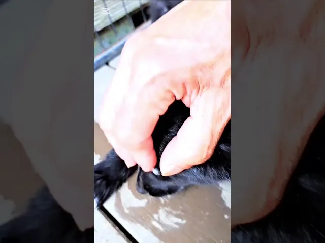 動画