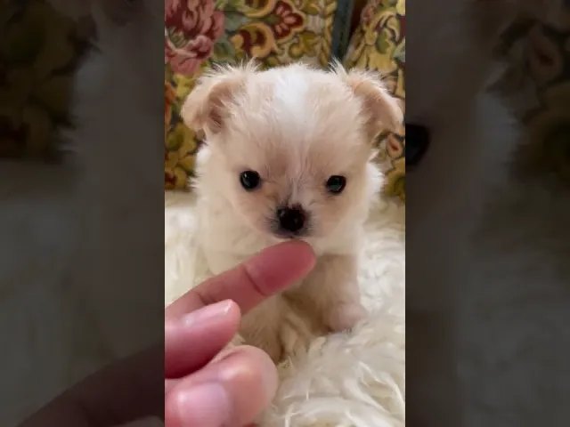 動画