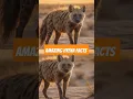 Download Lagu The Truth About Hyenas Nobody Tells You #hyena #facts #shorts