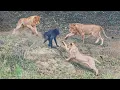 Baboon Thinks he Doesn’t Need to Run from Lions - Bad Mistake