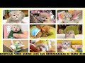 Download Lagu Kompilasi Video Kucing Lucu dan Menggemaskan di Tahun 2025 😻 Yang Wajib Kamu Tonton!