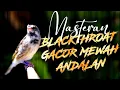 Lagu BLACKTHROAT GACOR SUARA JERNIH MUDAH DITIRU buat MASTERAN KENARI PAUD BAHAN GANTANGAN