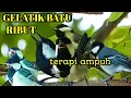 Download Lagu pancingan gelatik batu, suara gelatik batu ribut