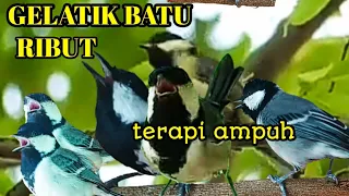 pancingan gelatik batu suara gelatik batu ribut