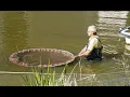 Download Lagu Koi karpers bij Huis Bergh geadopteerd om waterkwaliteit te verbeteren