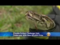 Florida Python Challenge Gets Underway With New 10 000 Prize