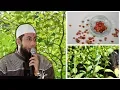 Download Lagu MANFAAT DAUN \u0026 BUAH BIDARA, Tanaman Surga yang Tumbuh Juga Di Dunia