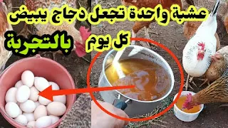 مكون واحد فقط عشبة من الطبيعة تجعل الدجاج يبيض كل يوم بدون إنقطاع وداعا ضعف إنتاج البيض بالتجربة 