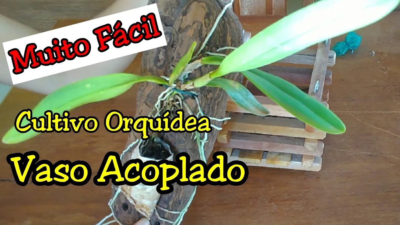 CULTIVO ORQUIDEA NO VASO ACOPLADO