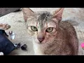 Download Lagu Cat 