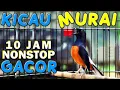 Download Lagu 10 JAM NONSTOP - SUARA KICAU BURUNG MURAI GACOR