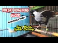 Download Lagu SYAHDUU! SUARA POKSAY HONGKONG GACOR (SUARA+GAMBAR JERNIH), BONGKAR ISIAN SAMBIL GOYANG SAYAP \u0026 EKOR