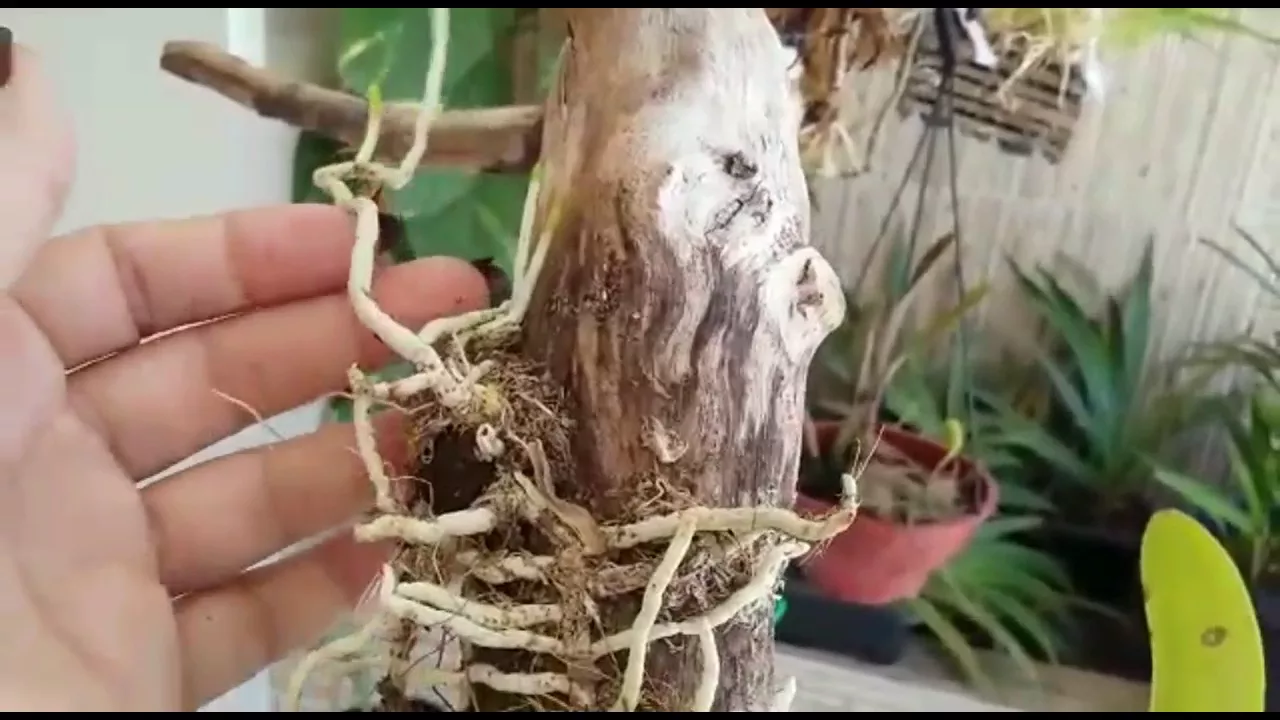 RAÍZES DE ORQUÍDEAS SEM ADUBO E SEM FERTILIZANTE