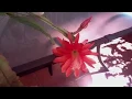 Epiphyllum gold lanchs