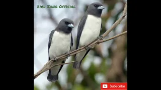 suara kasar ala burung kekep babi cocok untuk materi burung jagoan anda