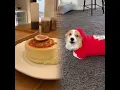 Download Lagu Dog Thinks He’s a POTATO! #fail #cute #funny #pov #shorts