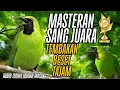 Download Lagu Masteran Sang Juara 🌟 Cucak Ijo Roll Tembak Mbeset Bikin Lawan Terdiam | Audio Jernih #cucakijogacor