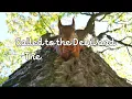 Rainbow Kitten Surprise - It's Called : Freefall (Lyrics) Paris Paloma Ver.