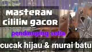 masteran kasar cililin full nembak speed rapat