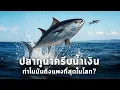 Download Lagu นานาสาระ ตอน ปลาทูน่าตัวละ 90 ล้าน! ทำไมมันถึงแพงที่สุดในโลก?