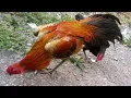Lagu Suara Ayam Jago Memanggil Ayam Betina | Memberi Makan Ayam Dengan Beras | Ayam Lucu