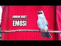 Lagu Suara Burung TRUCUKAN gacor TARUNG ROPEL PANJANG pancingan trucukan agar JADI trucuk gacor EMOSI