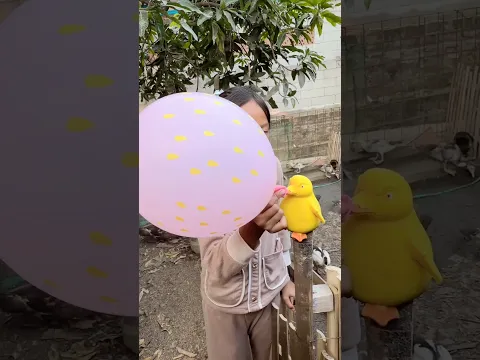 tiupin balon sama hewan