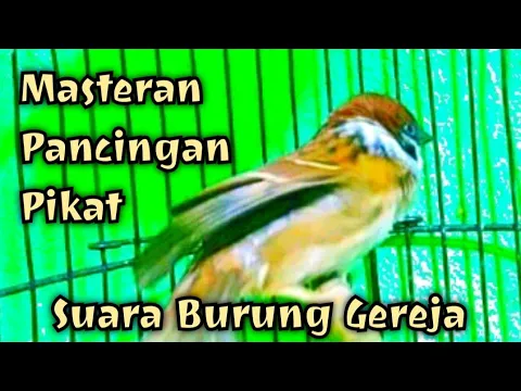 Download MP3 Suara burung gereja tarung || Burung gereja GACOR