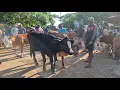 Download Lagu UPDATE COW PRICES WILL BE IN THE MARKET PON RETURN PATI | FRIDAY 3 OCTOBER 2025