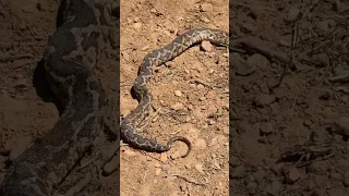 لقينا حنش ياربي سلامه Maroc الجزائر المغرب 