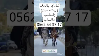 شاوي بدون موسيقى رمشة عين بالدف فقط Douf شاويه بالدف بيان شوب 