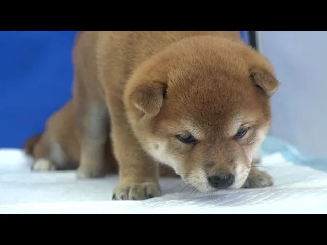 動画