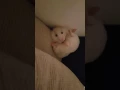 Download Lagu Hamster porn