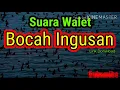 Download Lagu SUARA WALET BOCAH INGUSAN #suarawalet #walet #bocahingusan