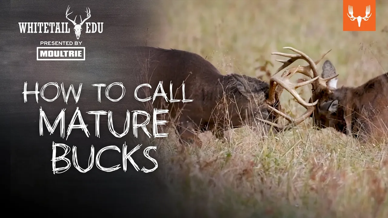 How to Call Mature Bucks | Whitetail EDU with MeatEater's Mark Kenyon