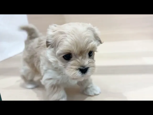動画